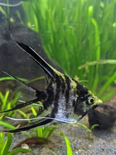 Angel Fish