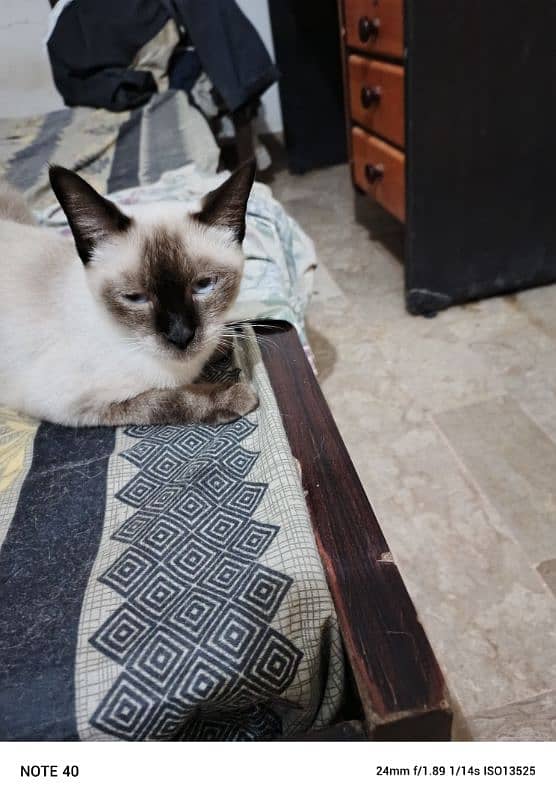 Siamese cats and kittens for sale 2