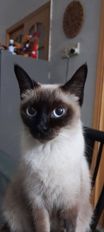 Siamese cats and kittens for sale 3