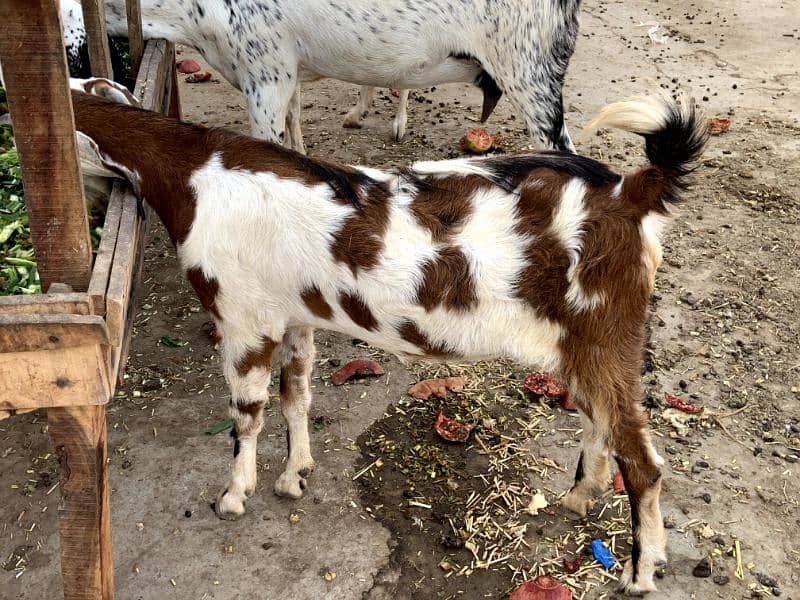 gaban bakri. pregnant goat. reasonable price. 3287665266 3