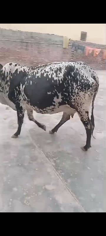 cow pure ferzion sath imported jersey washe 03075393493 5