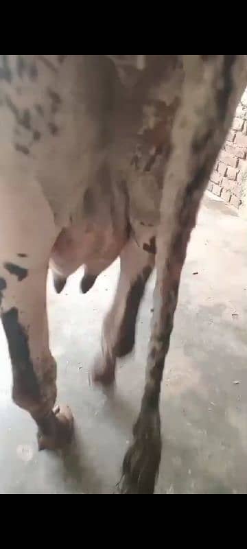 cow pure ferzion sath imported jersey washe 03075393493 6