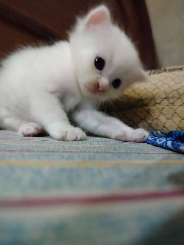 Persian cat (MALE) ready for RENT. rent 2000 ha . 5