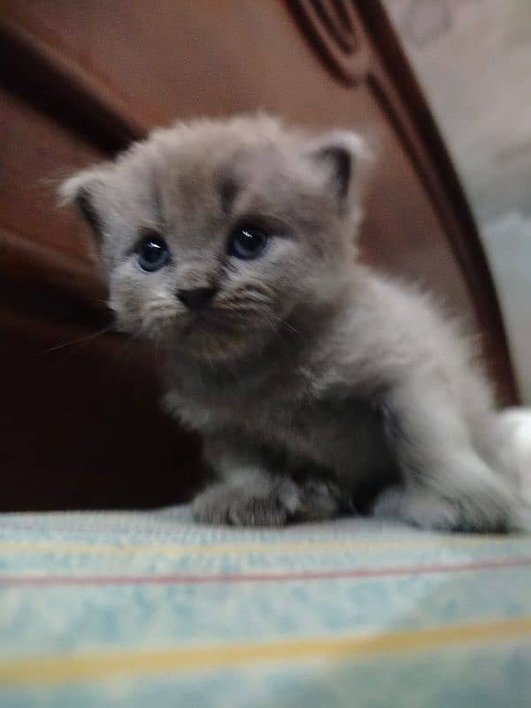 Persian cat (MALE) ready for RENT. rent 2000 ha . 8