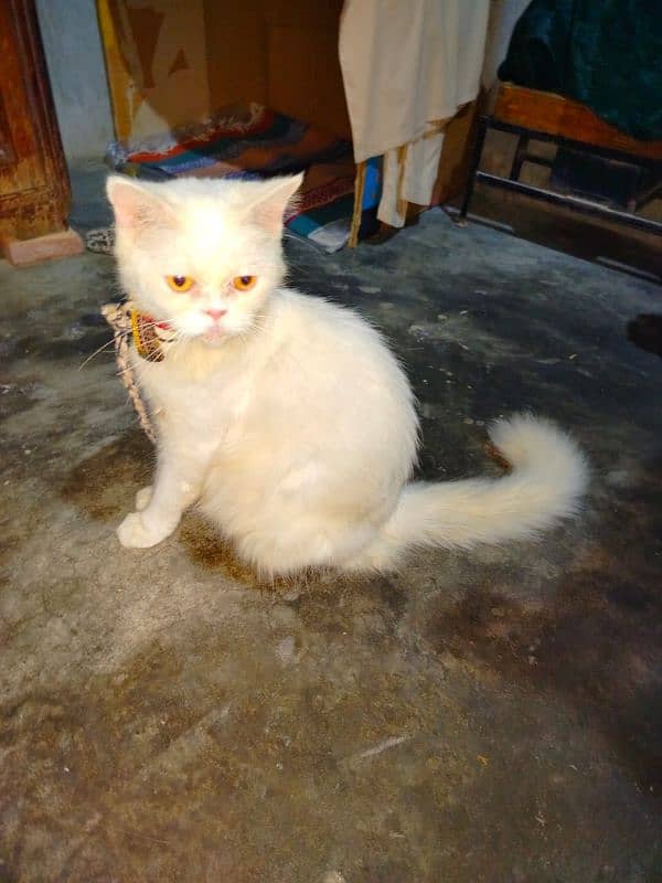 Persian cat (MALE) ready for RENT. rent 2000 ha . 13