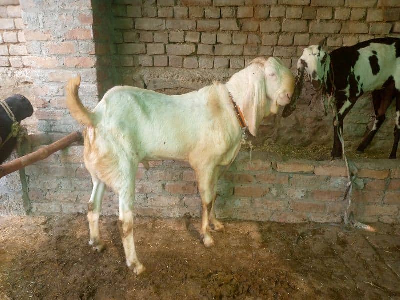 gulabi donda fresh active nasli breeder 8