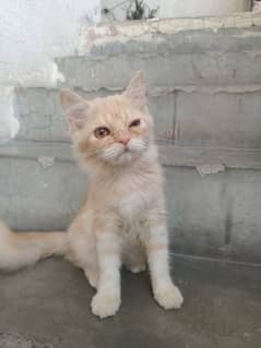 Persian Female Cats 3 months Only Persian  Meniqueen breed