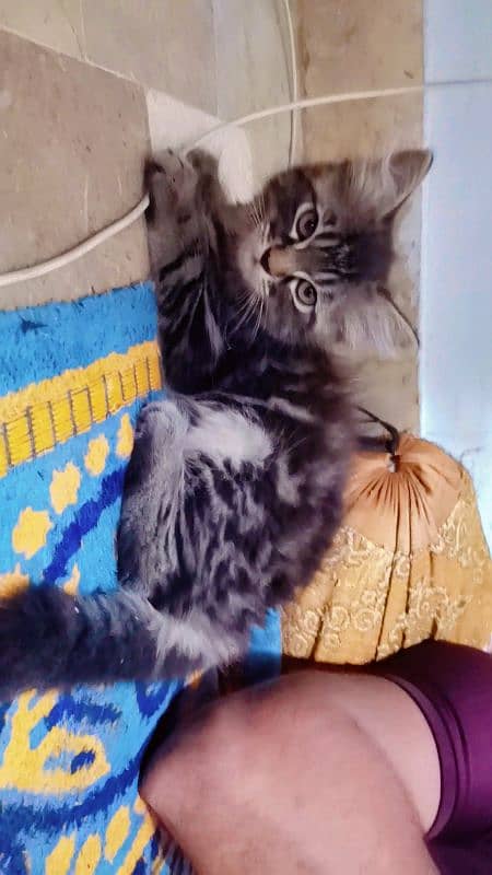 Persian male kitten and adult breeder cats 0