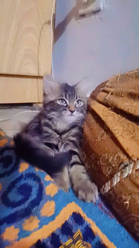 Persian male kitten and adult breeder cats 1