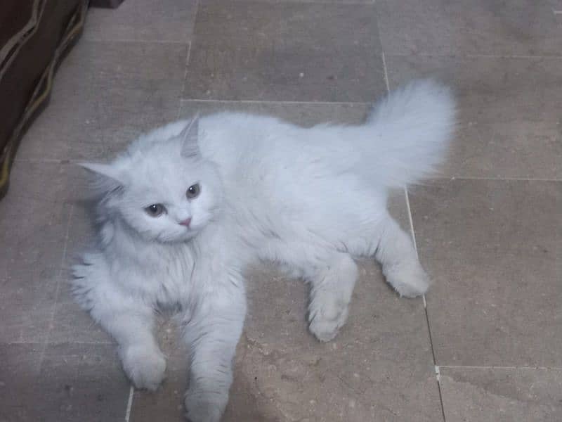 Persian male kitten and adult breeder cats 2