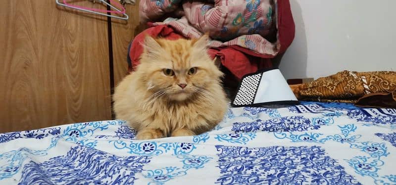 Persian male kitten and adult breeder cats 4