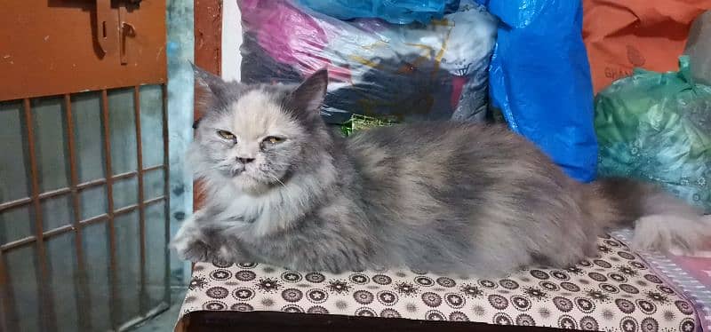 Persian male kitten and adult breeder cats 6