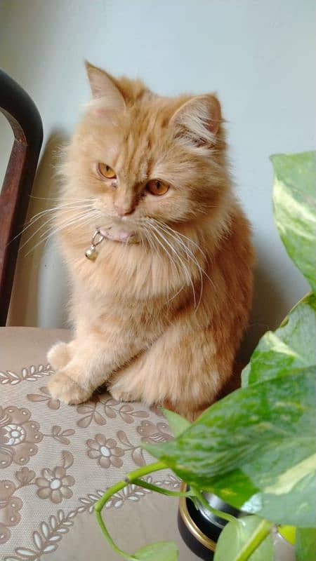 Persian male kitten and adult breeder cats 7