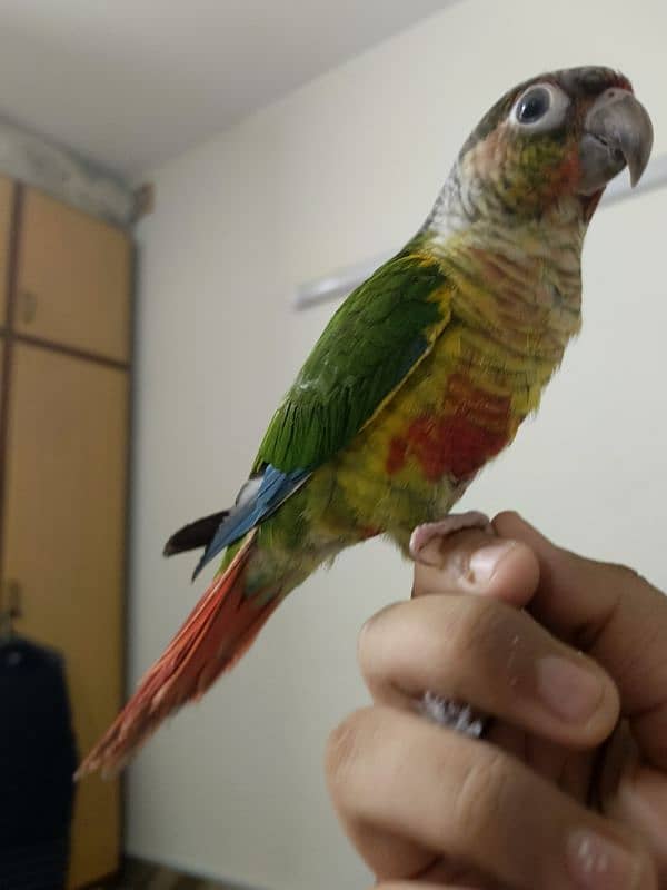 Hand tamed Cheek Yellow-sided Conure – DOUBLE RED FACTOR 0