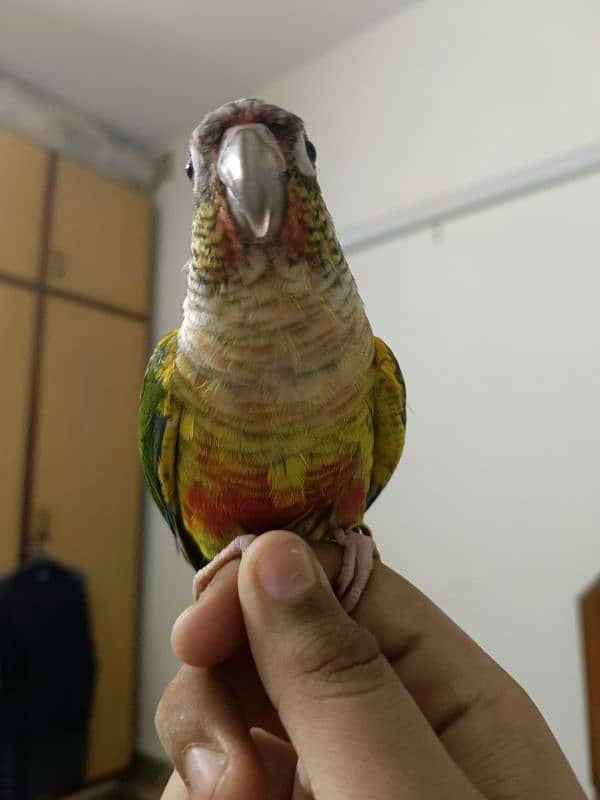 Hand tamed Cheek Yellow-sided Conure – DOUBLE RED FACTOR 1