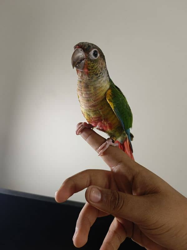 Hand tamed Cheek Yellow-sided Conure – DOUBLE RED FACTOR 2