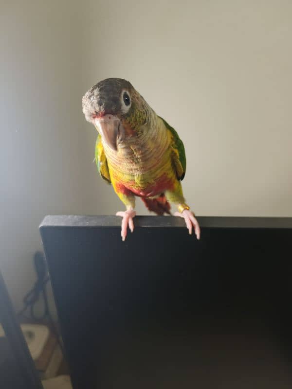 Hand tamed Cheek Yellow-sided Conure – DOUBLE RED FACTOR 4