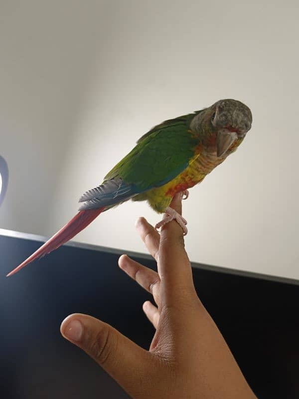 Hand tamed Cheek Yellow-sided Conure – DOUBLE RED FACTOR 5