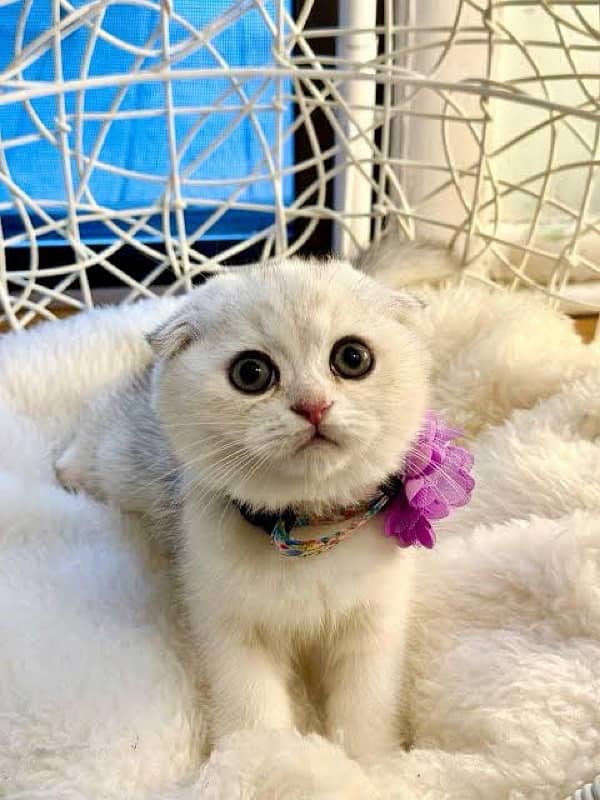 Scottish fold & British short hair kitten 0