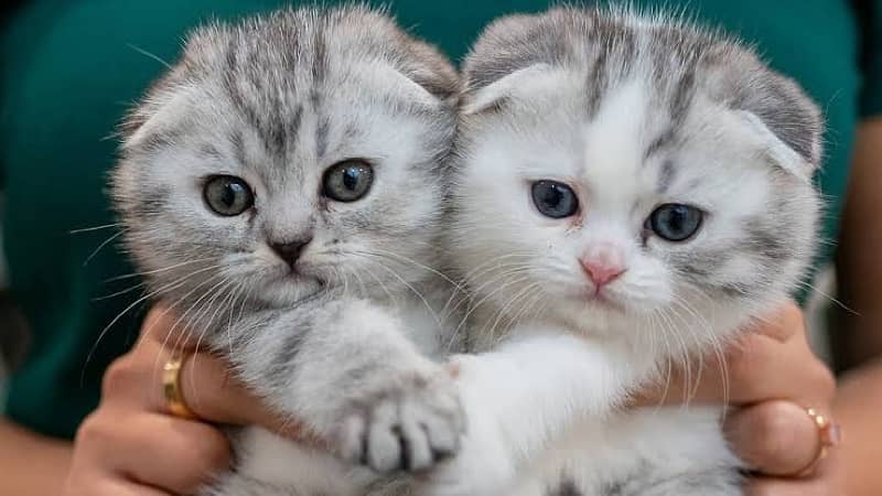 Scottish fold & British short hair kitten 1