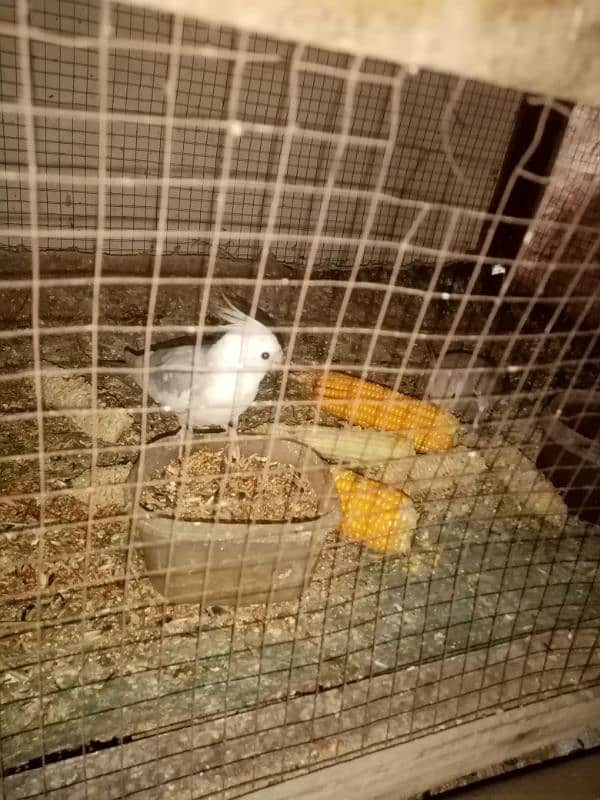 cockatail breeder pair for sale 1