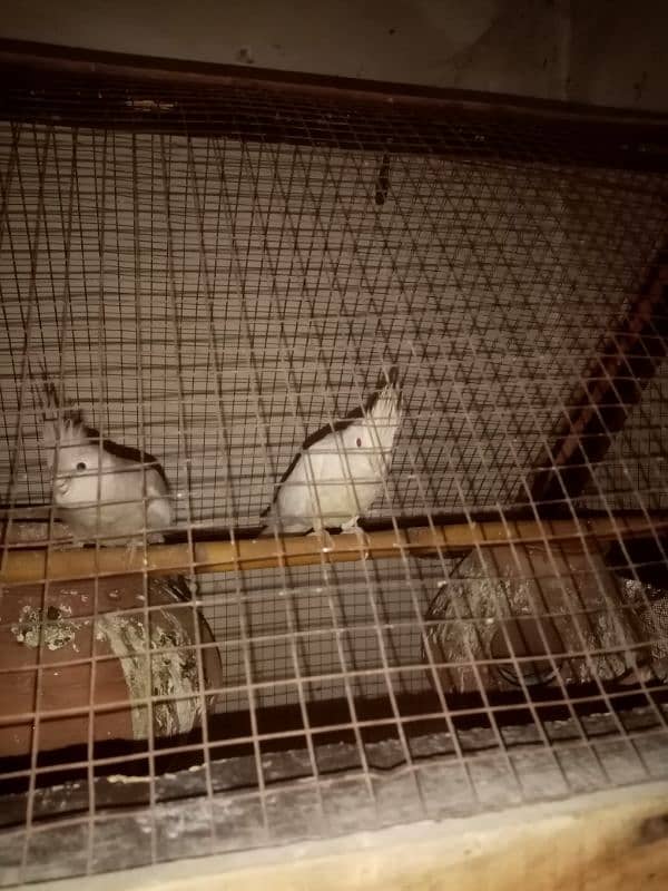 cockatail breeder pair for sale 2