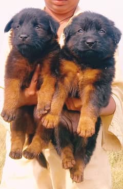 German Shepherd puppies