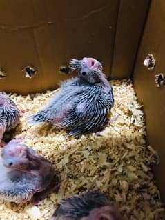 cocktail chicks for sale