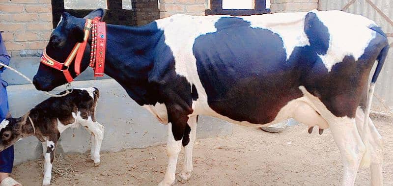 American Cow/Frizan/Impoted/jearsy/Cow/Gaee/Gae/18 kg/litter/گائے 1