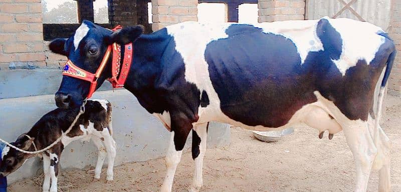 American Cow/Frizan/Impoted/jearsy/Cow/Gaee/Gae/18 kg/litter/گائے 2