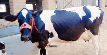 American Cow/Frizan/Impoted/jearsy/Cow/Gaee/Gae/18 kg/litter/گائے