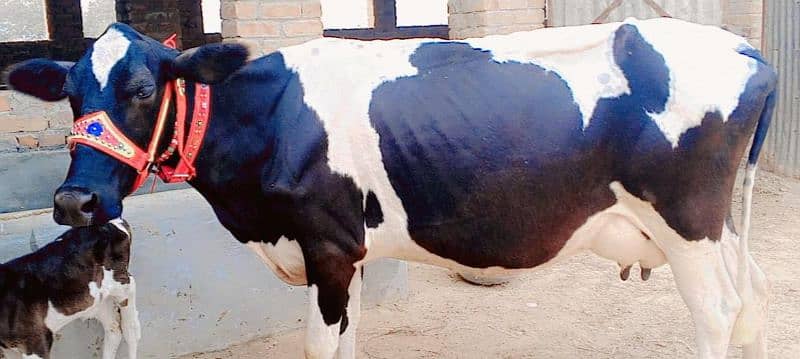 American Cow/Frizan/Impoted/jearsy/Cow/Gaee/Gae/18 kg/litter/گائے 4