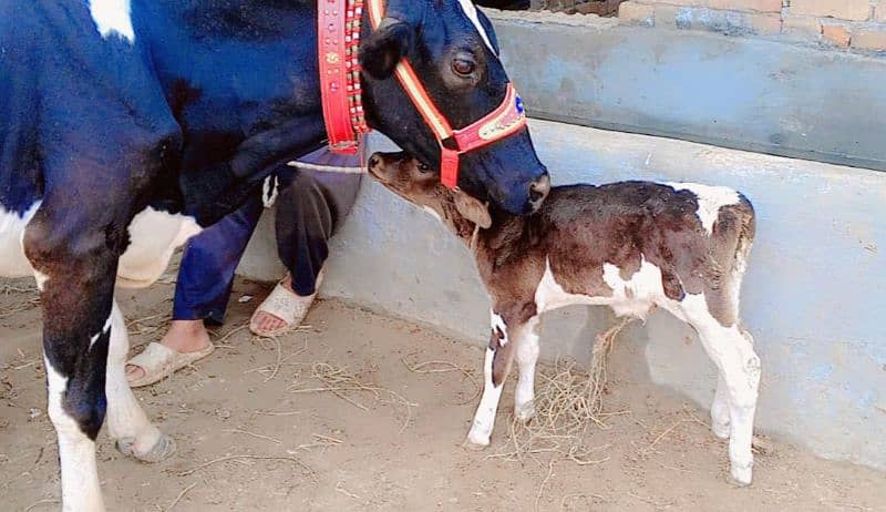 American Cow/Frizan/Impoted/jearsy/Cow/Gaee/Gae/18 kg/litter/گائے 5