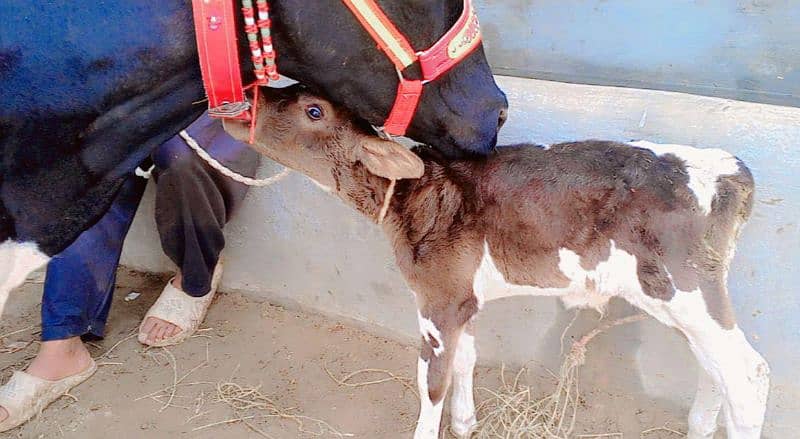 American Cow/Frizan/Impoted/jearsy/Cow/Gaee/Gae/18 kg/litter/گائے 6