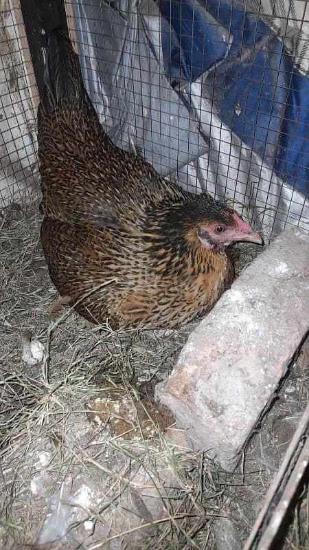 crook hen for sale 1