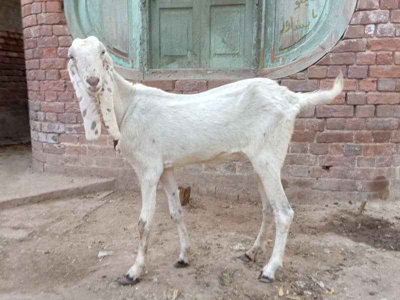 Mohamad puri bakri for sale 03052593845 0