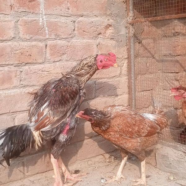 Aseel pair for sale 2