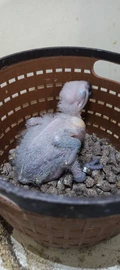 grey parrot congo size chick  local Karachi breed