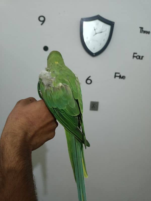 parrot 9