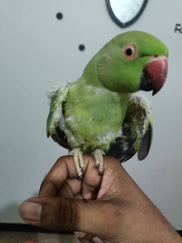 parrot 10