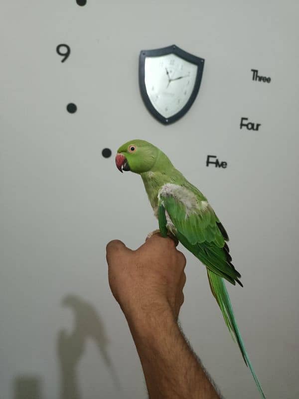 parrot 11