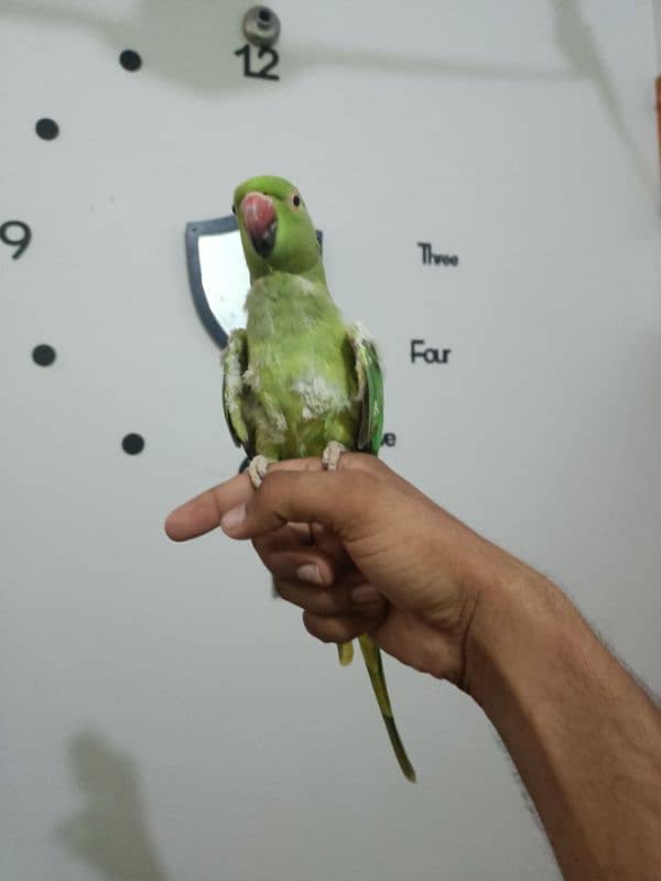 parrot 12