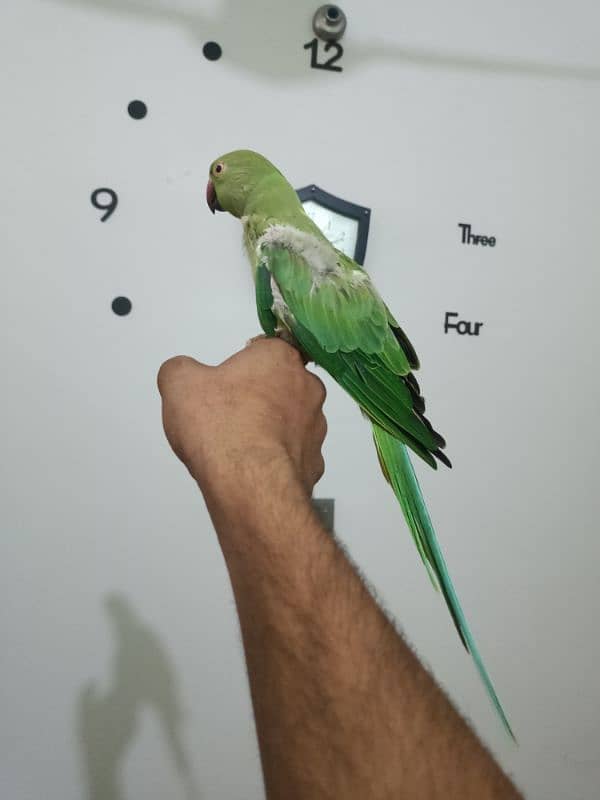 parrot 13