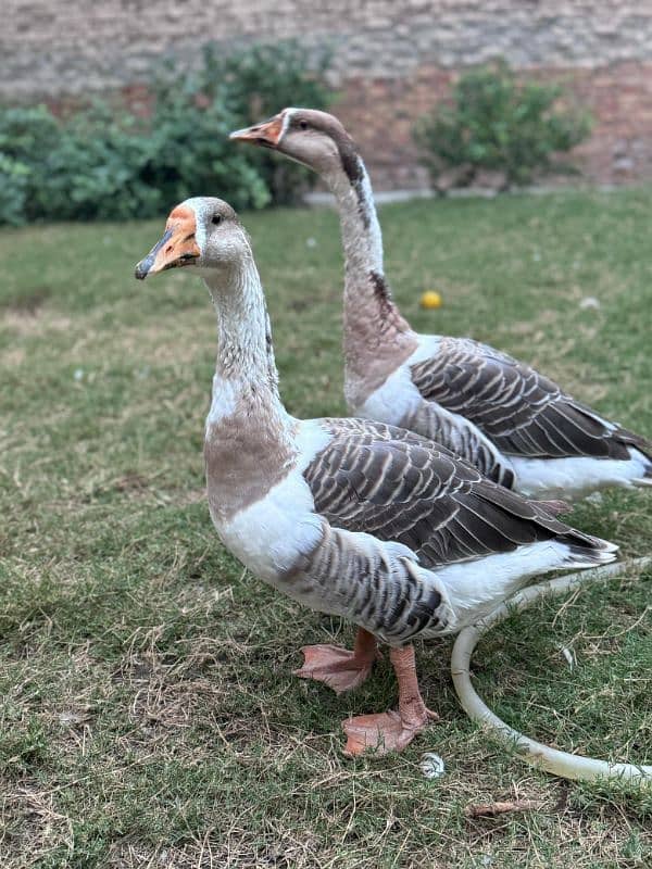 Geese  Ducks 4