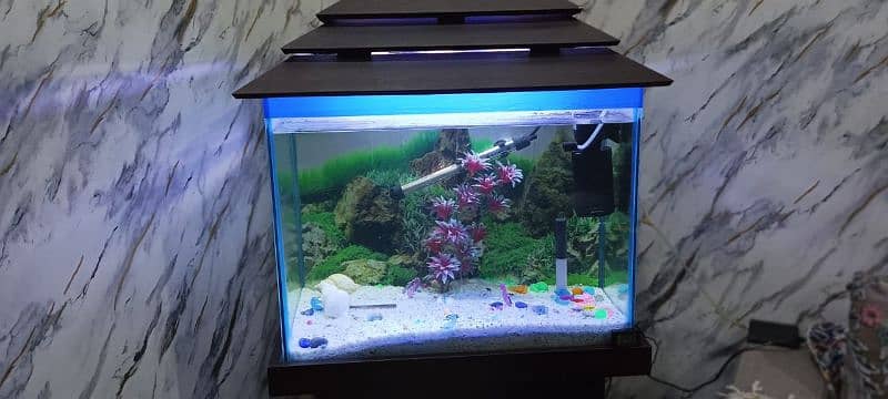 fish aquarium 1