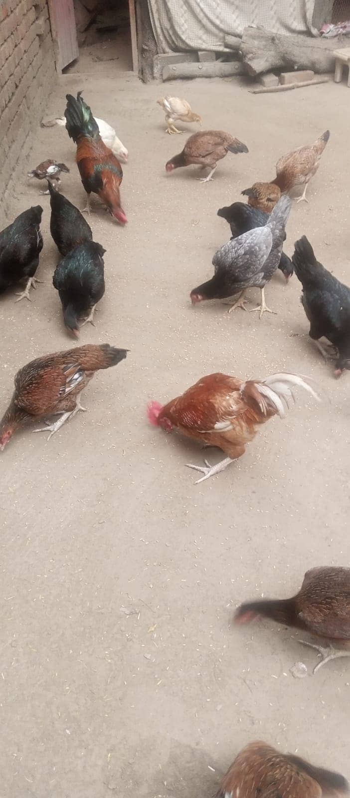 Desi Hens laying Eggs for Sale 1