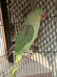 Raw female parrot for sale