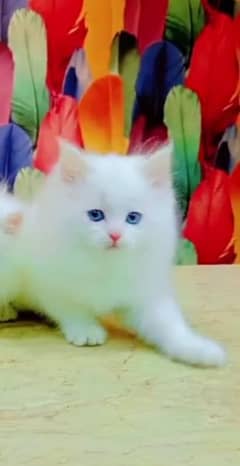 Persian Cat for sale my WhatsApp number 03475940629