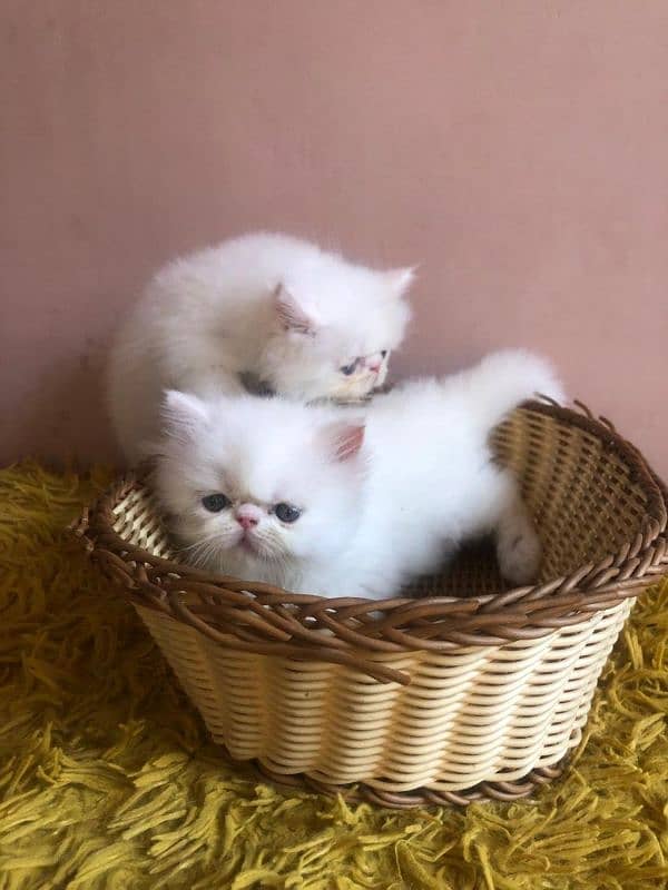 Persian peki kitten for sale 0