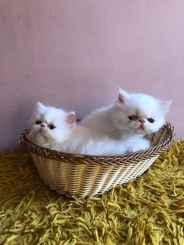 Persian peki kitten for sale 5